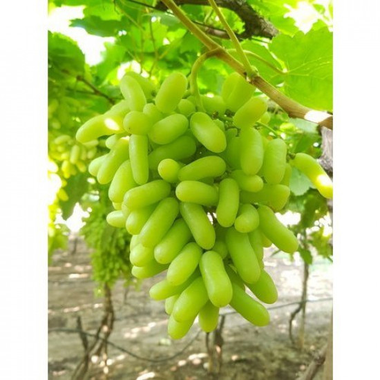 Green grapes 1kg